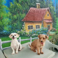 همکار خدمات جهت کار در پانسیون سگ