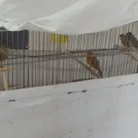 قناری ماده|پرنده|ایلام, |دیوار