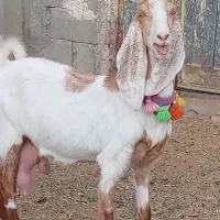 فروش 1راس شاه بز پاکستانی کاموری