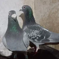 پلاکی|پرنده|شیراز, داریون|دیوار