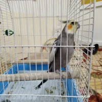 عروس هلندی سخنگو