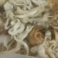 پشم