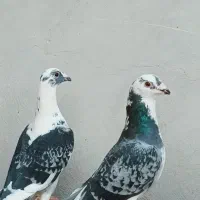 نروماده ابلغ