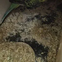 عروس هلندی نر، جفت مرغ عشق|پرنده|رشت, پیرکلاچای|دیوار