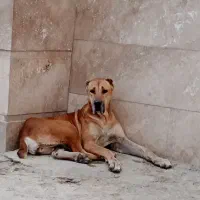 ماده دوساله