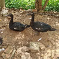 فروش چند عدد اردک اسرائیلی|حیوانات مزرعه|پایین هولار, |دیوار