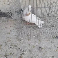 طوقی|پرنده|مبارکه, |دیوار