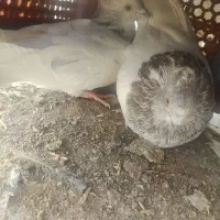 کفتر|پرنده|بم, |دیوار