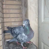 کبوتر سبز آلمانی وپولکی یه جفت روی تخم|پرنده|مشهد, کوی المهدی|دیوار