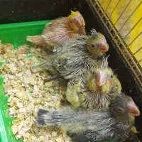 طوطی جوجه عروس هلندی|پرنده|کرج, چهارصد دستگاه|دیوار