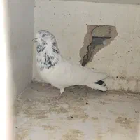 کله دمبی ، سوسکی ، گرگی ، یک کت ، کله دم سبز