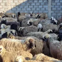 فروش میش بختیاری درجه یک|حیوانات مزرعه|شیراز, درکی|دیوار