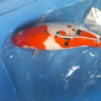 کوی دویتسو و اصیل|ماهی|تهران, دریاچه شهدای خلیج فارس|دیوار