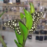 بانک باطری مرکزی( تعاون باطری)مژده.ویرایش جدید|لوازم جانبی موبایل و تبلت|زاهدان, |دیوار