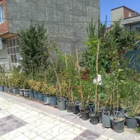 گلخانه