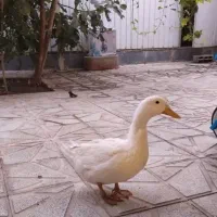اردک ۳ماهه