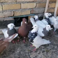 کبوتر دم سفید و طوقی
