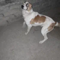 سگ گوسفندی آلابای