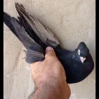 کبوتر|پرنده|اهواز, غیزانیه|دیوار