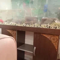 اکواریوم