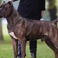 ایتالین ماستیف Cane Corso نگهبان باهوش
