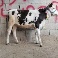 1عدد گوساله سیمینتال ماده 4ماهه نژاد پر شیر