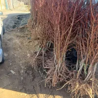 فروش ویژه نهال بادام پیوندی وسنگی درینگی کند|خدمات باغبانی و درختکاری|خسروشاه, |دیوار