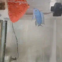 معاوضه یا فروش ماهی با دسته روکش دار ps4