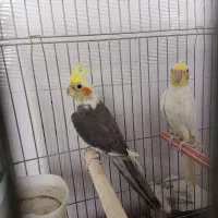 عروس هلندی یه جفت با قفس فقط ۲ میلیون|پرنده|قیدار, |دیوار