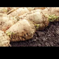 چغندر قند تازه