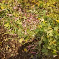 لوبیاچین|خوردنی و آشامیدنی|اردل, |دیوار