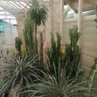 کاکتوس. آگاو. نخل مادگاسکار بزرگ|گل و گیاه طبیعی|نی‌ریز, |دیوار