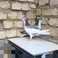 یک جفت،کبوتر بدرنگ