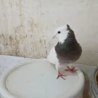 کلفه بیز ککیل ۸۰۰|پرنده|اردبیل, |دیوار