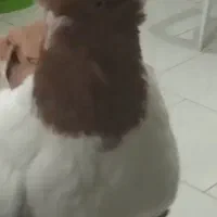 پرستویی زرد