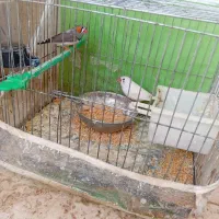 فنچ نروماده|پرنده|گلبهار, شهر جدید گلبهار|دیوار