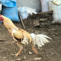 خروس لاری ب ضمانت