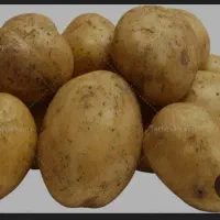 فروش سیب زمینی ارگانیک به شرط امتحان