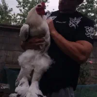 جوجه های بیست روزه برهما لایت / امپراطور غول