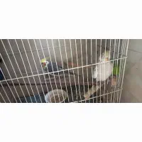 معاوظه عروس هلندی