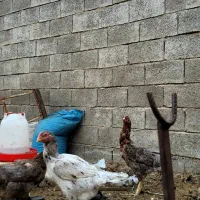 خروس و مرغ لاری اصل|حیوانات مزرعه|فراشبند, |دیوار