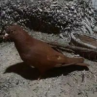 کبوتر سرخ|پرنده|اهواز, کوی سعدی|دیوار