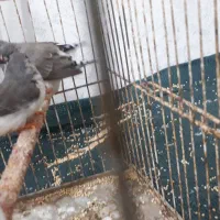 یک جفت فنچ مولد همراه ۳ جوجه|پرنده|بندرعباس, |دیوار