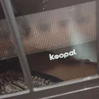 بخاری گازسوز|بخاری، هیتر، شومینه|علیآباد کتول, |دیوار