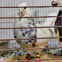 کفتر طوقی شازده|پرنده|شیراز, نارنجستان|دیوار