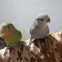 طوطی کوتوله رام بازی گوش