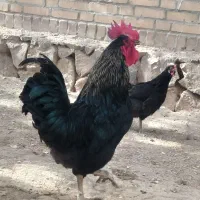 مرغ و خروس محلی|حیوانات مزرعه|فریمان, |دیوار