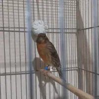 قناری ماده