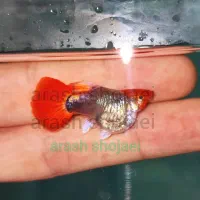 گوپی های شورت بادی|ماهی|تبریز, |دیوار