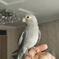 عروس هلندی 6 ماهه کاملاً دستی مناسب سخنگو شدن|پرنده|دورود, |دیوار